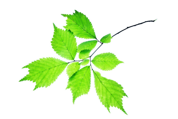 Twig-of-Japanese-elm-with-green-toothed-leaves-isolated-on-white - Photo, Image
