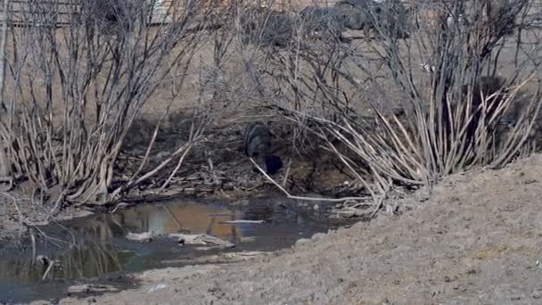 A vaddisznó a sáros tóhoz jött. Tó a száraz fák között - Felvétel, videó