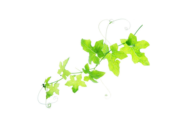 Verde-ramoscello-di-bindweed-isolato-su-bianco
 - Foto, immagini