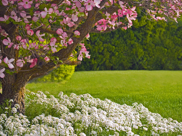 Flores rosadas adornan un árbol de Dogwood
 - Foto, imagen