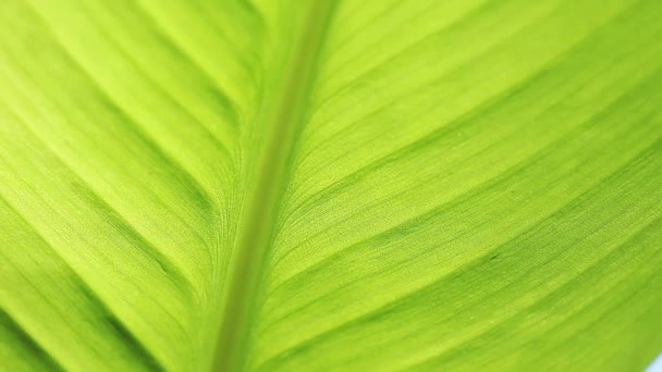 View of the underside of a tropical leaf - Footage, Video