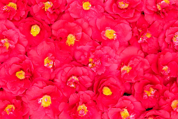 Punainen Camellia koko kehys
 - Valokuva, kuva