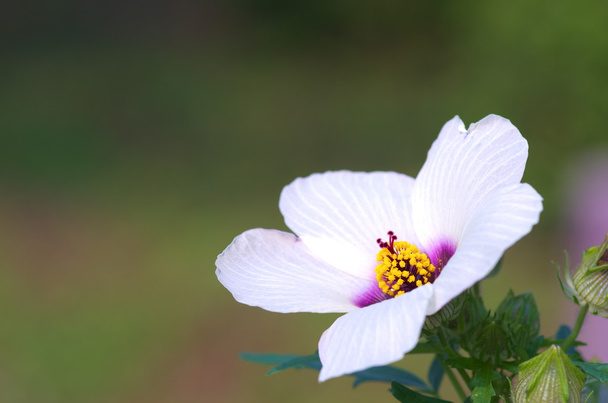 White rose of sharon - Photo, Image