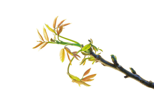 Ветвь грецкого орехового дерева с первыми молодыми листьями изолированные на белом
 - Фото, изображение
