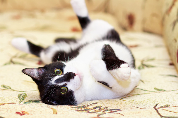 Funny cat lay down on the sofa - Photo, Image