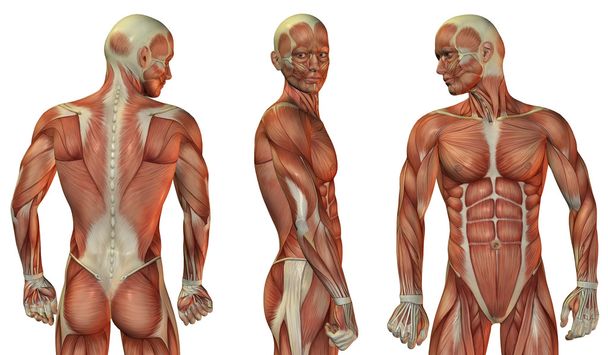 Testa muscolare e parte superiore del corpo
 - Foto, immagini