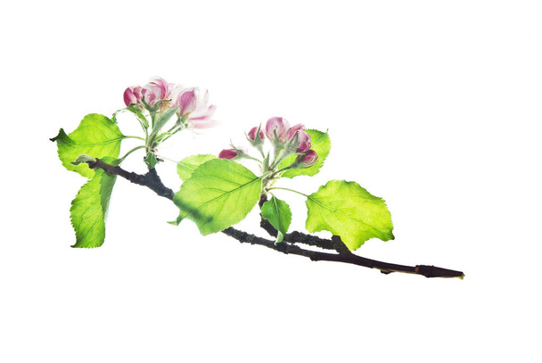 Ramita-de-manzano-con-flor-brotes-y-hojas-aislado-en-blanco
 - Foto, Imagen