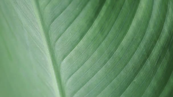 Macro view of a large tropical leaf - Footage, Video