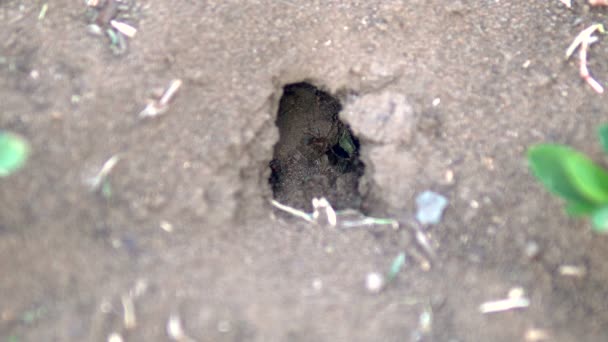 Hormiga de visón en el suelo. Las hormigas construyeron una casa en el suelo - Metraje, vídeo