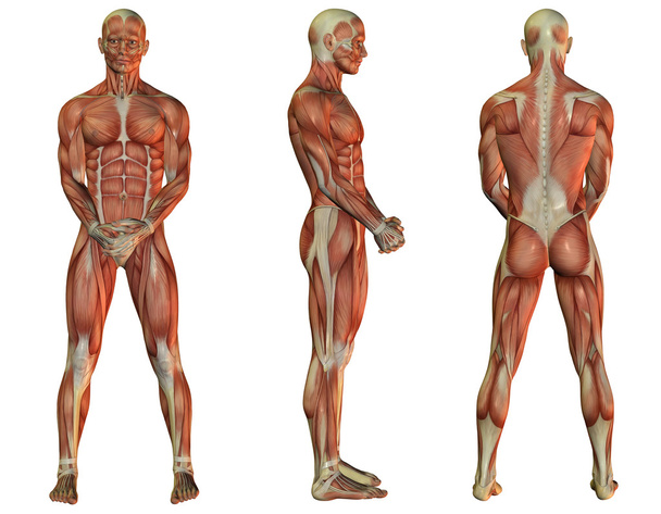 μυών άτομο που στέκεται - Φωτογραφία, εικόνα