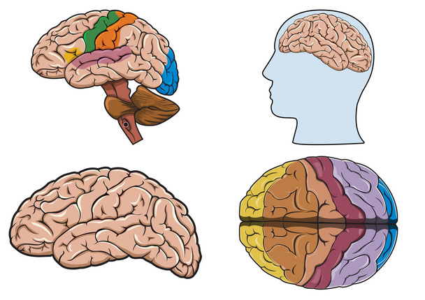 ludzki mózg w wektor - Wektor, obraz