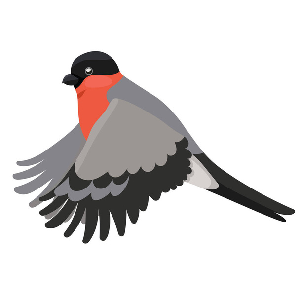 Bullfinch bird Isolated on a white background. Vector graphics - Vector, Image