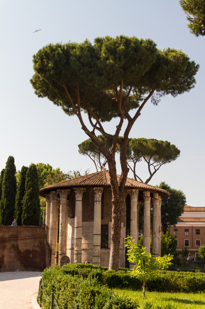 Roma - Vesta templo
 - Foto, imagen