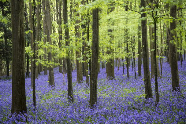 lebendige Bluebell Teppich Frühling Waldlandschaft - Foto, Bild