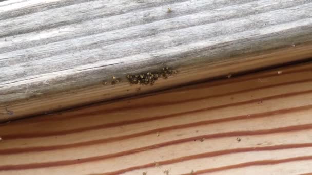 een cluster van nieuw uitgekomen spinnen op een houten reling - Video