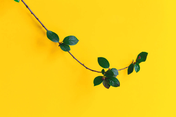 Green branch on yellow background. Flat lay. - Фото, изображение