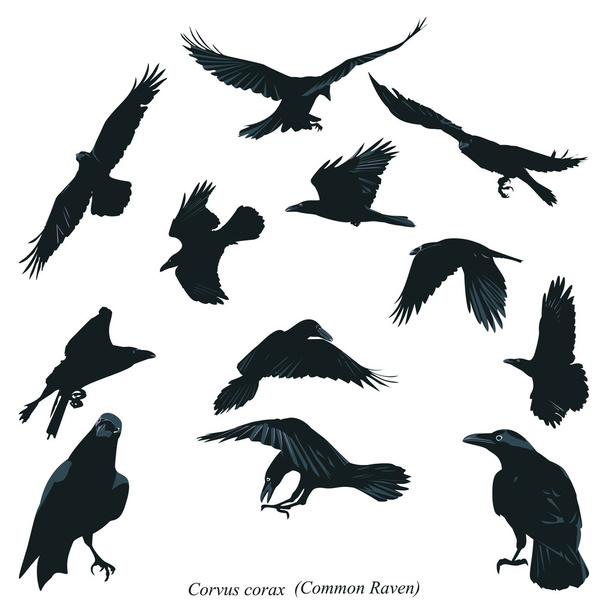Cuervo común - Vector, imagen
