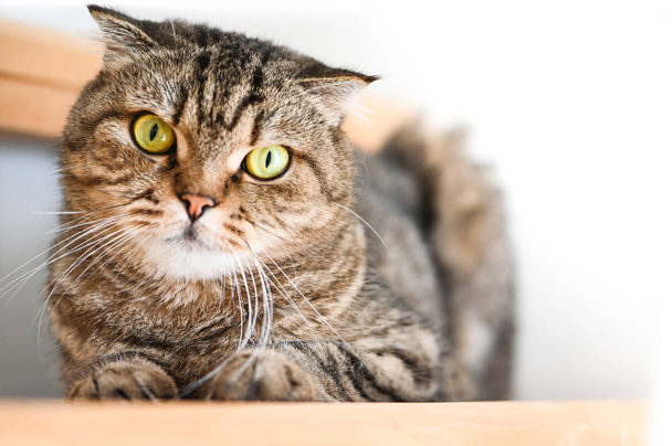 Schotse fold tabby kat liggend op een trap - Foto, afbeelding