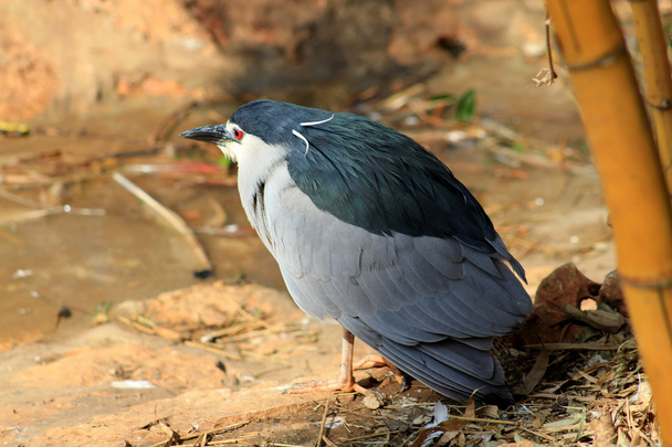 Crown Head Heron - Фото, изображение