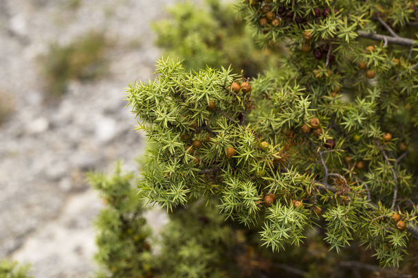 Juniperus communis, the common juniper, is a speciesconifer in the genus Juniperus, in the family Cupressaceae. - Photo, Image