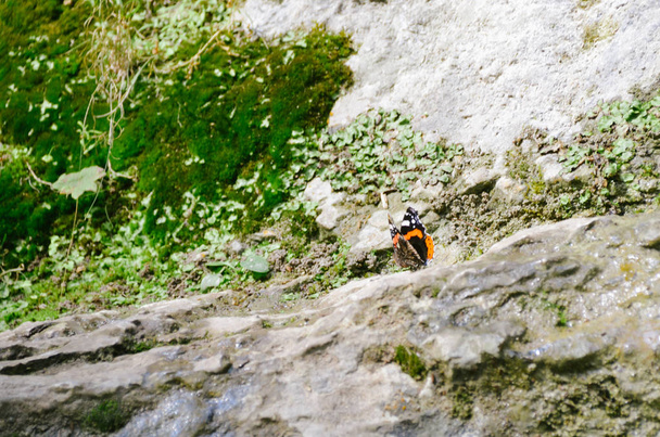 Яскраво-чорний і помаранчевий метелик називають червоним адміралом на слизькій скелі, вкритій свіжим зеленим мохом в осінніх горах. Прекрасна ванесса Аталанта сидить на зеленому камені, покритому мохом після дощу
 - Фото, зображення