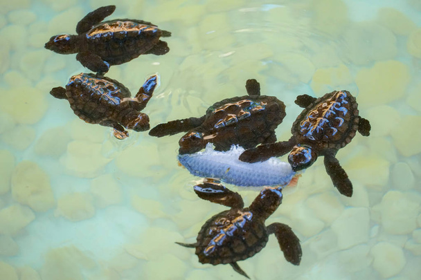 Παιδικές θαλάσσιες χελώνες που επωάζονται και πιάνουν φαγητό κάτω από καθαρά νερά. - Φωτογραφία, εικόνα