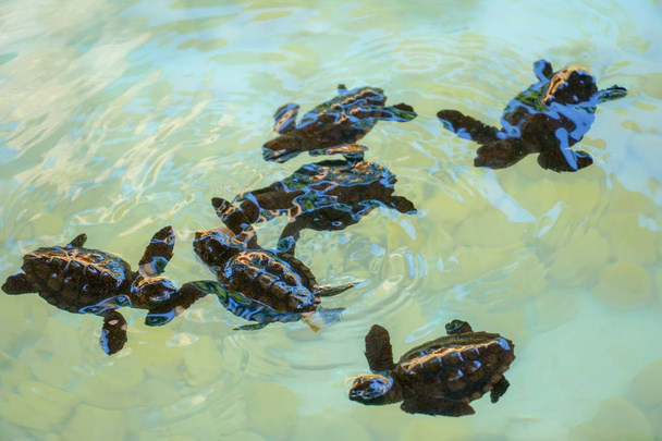 Παιδικές θαλάσσιες χελώνες που επωάζονται και πιάνουν φαγητό κάτω από καθαρά νερά. - Φωτογραφία, εικόνα