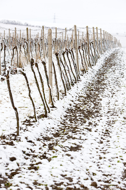 téli szőlőültetvények - Fotó, kép