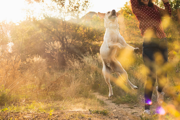 Ενεργητικός Λαμπραντόρ τρετρίβερ νεαρό σκυλί παίζοντας με τον ιδιοκτήτη του στο πάρκο στο πανέμορφο πορτοκαλί ηλιοβασίλεμα. Παίζοντας κατοικίδια ζώα, ιδέα των κατοικίδιων ζώων. - Φωτογραφία, εικόνα