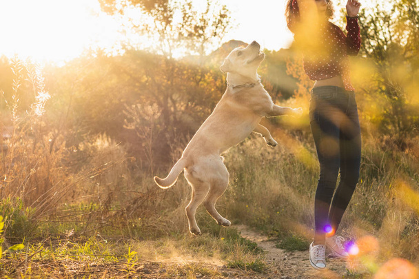Enérgico perro labrador retriever joven jugando con su dueño en el parque en la hermosa puesta de sol naranja. Jugar a las mascotas, concepto de animales domésticos
. - Foto, imagen