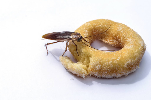 bliska karaluch jeść pączki na białym tle. - Zdjęcie, obraz
