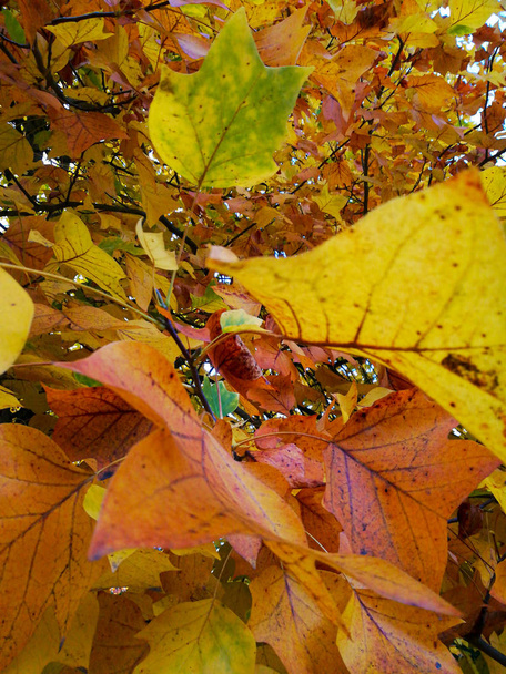 gros plan des feuilles
 - Photo, image