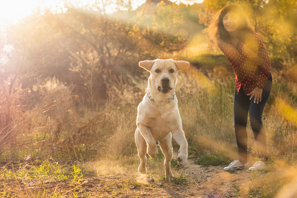 Enérgico perro labrador retriever joven jugando con su dueño en el parque en la hermosa puesta de sol naranja. Jugar a las mascotas, concepto de animales domésticos
. - Foto, imagen