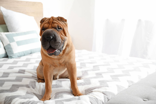 Rozkošný pes Shar-Pei, který sedí na posteli doma - Fotografie, Obrázek