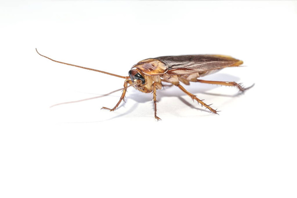 De kakkerlak geïsoleerd op de witte achtergrond. - Foto, afbeelding
