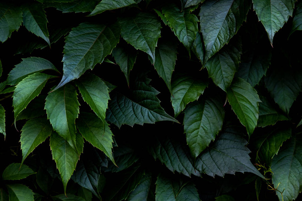 Bright green leaves top view minimalistic background - Фото, зображення