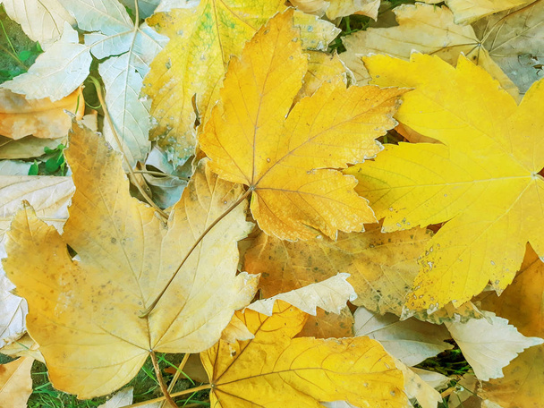 Goldene Herbstblätter. gelber Hintergrund. - Foto, Bild