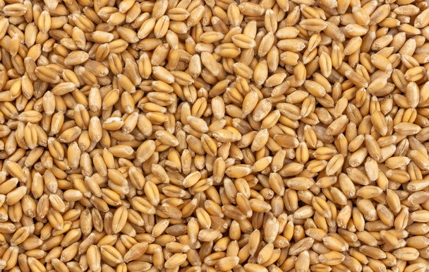 Wheat grains background, seeds texture - Photo, Image
