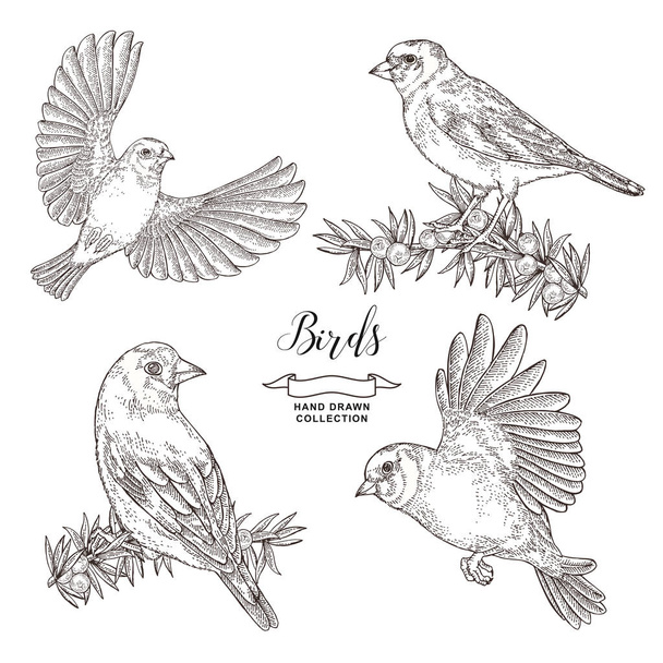 Hand drawn birds set. Goldfinch and juniper branch. Vector illustration. Vintage engraving. - Vector, Image