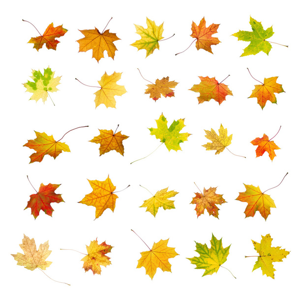 Сбор осенних листьев
 - Фото, изображение