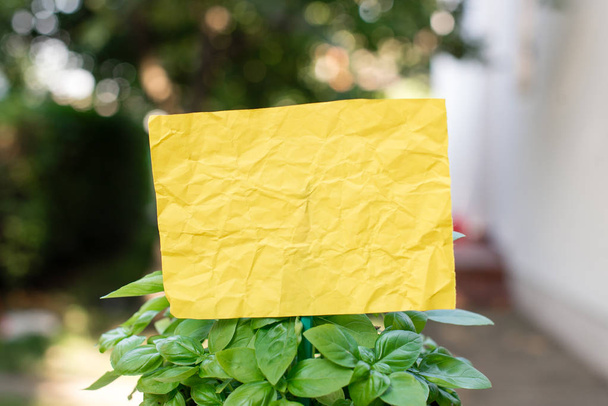 Gewoon papier karton bevestigd aan een stok en gestoken in de blad planten. Geel leeg blad wordt in de bladeren van groenige kruiden geplaatst. Fotografie idee met klein object - Foto, afbeelding