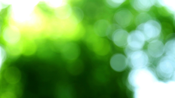 Forest Bokeh - Footage, Video