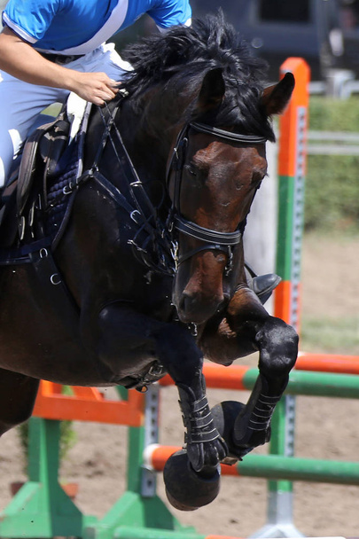 Конь-прыгун и всадник, выполняющий прыжок на тренировке по конкуру
 - Фото, изображение