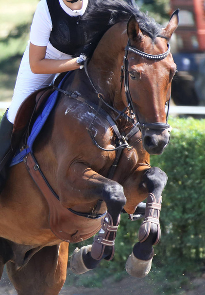 Εμφάνιση άλογο Τζάμπερ και αναβάτη εκτέλεση άλμα στο Show άλμα εκπαίδευση - Φωτογραφία, εικόνα