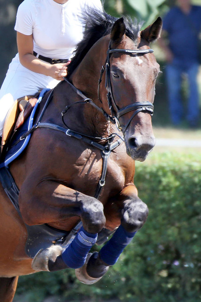 Hoofd van een mooie jonge sportpaard op de renbaan tijdens de show  - Foto, afbeelding