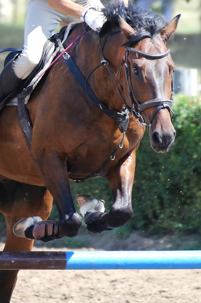 Kopf eines schönen jungen Sportpferdes auf der Pferderennbahn während des Turniers  - Foto, Bild