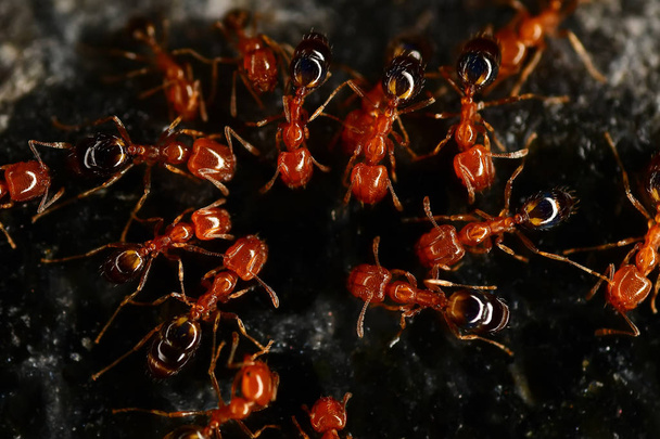 Rote Ameisen auf dem dunklen Granitstein - Foto, Bild