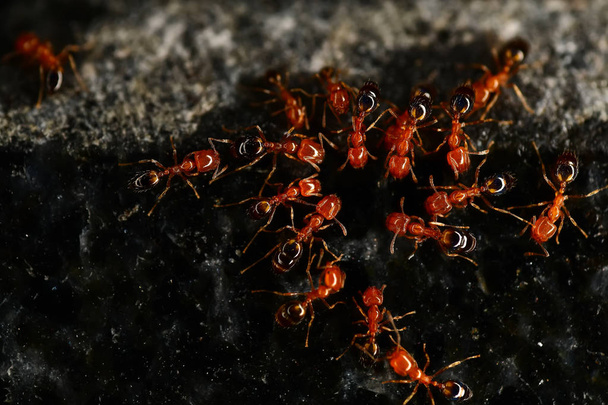 hormigas rojas en la piedra de granito oscuro
 - Foto, imagen