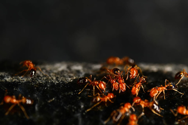Κόκκινα μυρμήγκια στη σκοτεινή γρανίτη πέτρα - Φωτογραφία, εικόνα