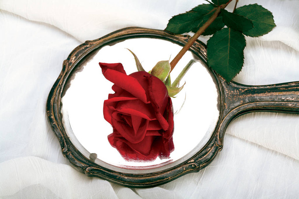 Červená růže. Symbol lásky. - Fotografie, Obrázek